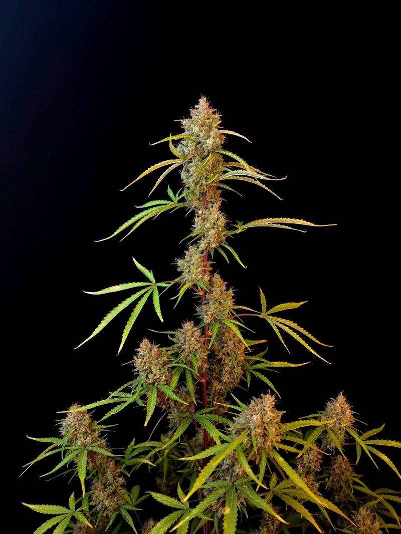 Pound Cake Auto, Фасовка: 1, изображение 18